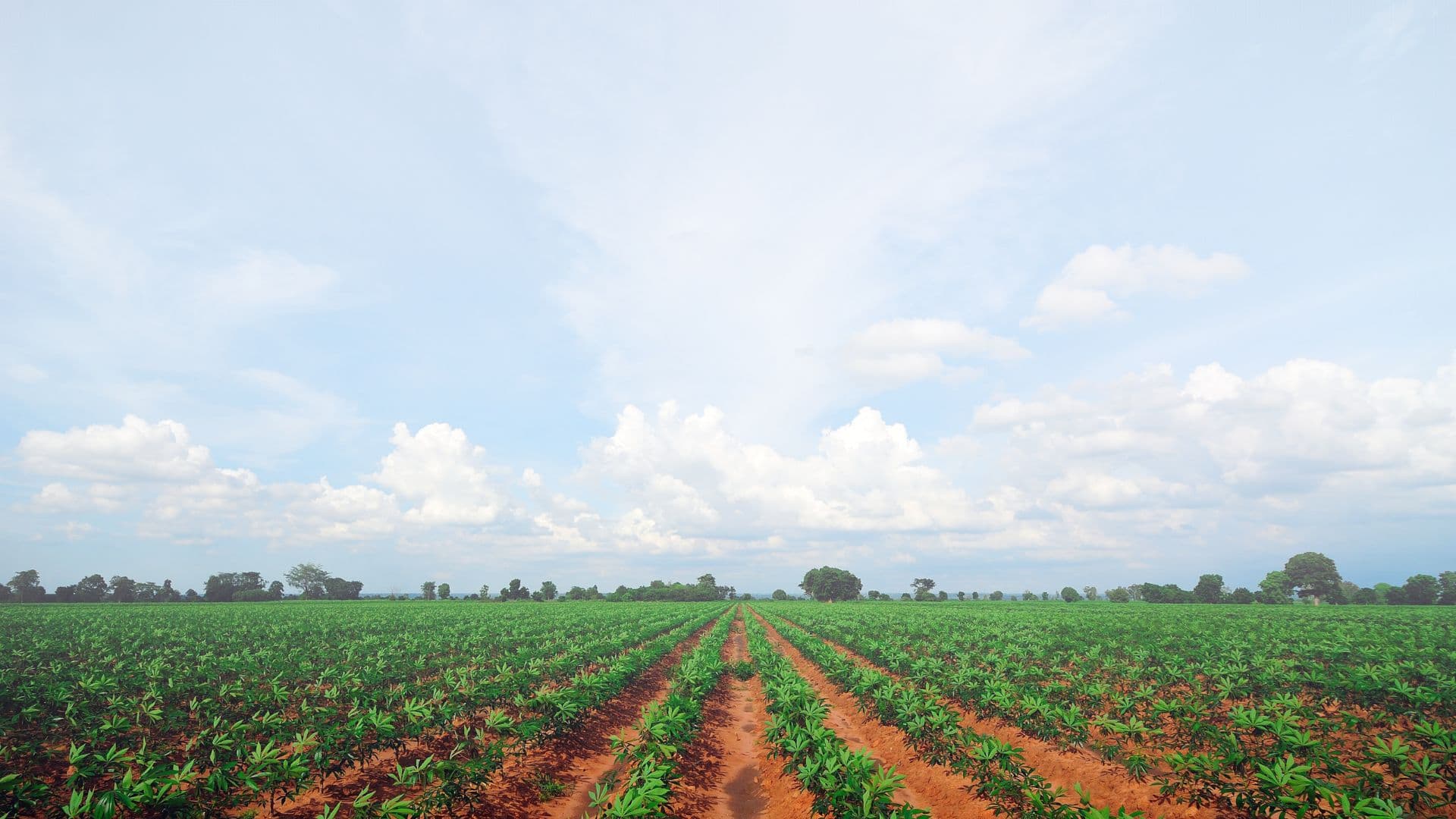 The cover image of Farmetry Co., Ltd. (AI & Fintech AgriTech Startup)