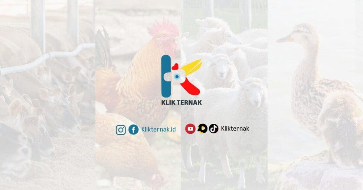 The cover image of Klik Ternak